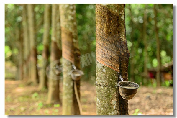 ����sgs��������¯�����