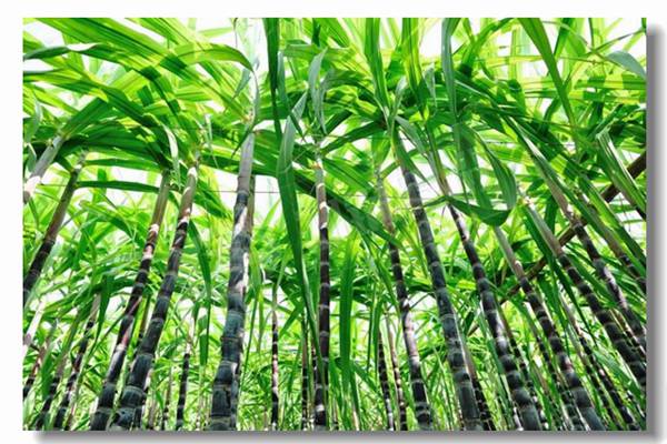 ��Ȼ���л��������¯ͣ¯�����취��ʲô��