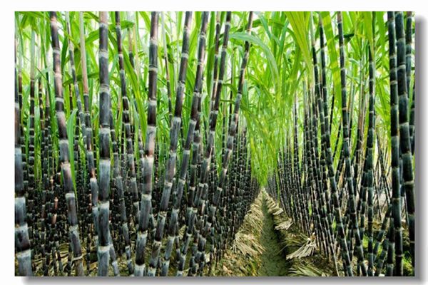 ȼ����¯����ǰΪʲôҪ����ˮѹ������