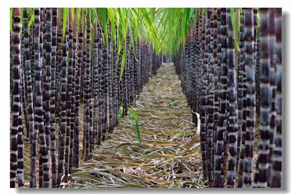 ѭ����������¯�Ļ����ص���ʲô��