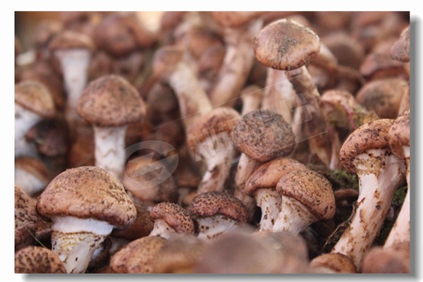 ȼ����¯��Ч����ô���㣿