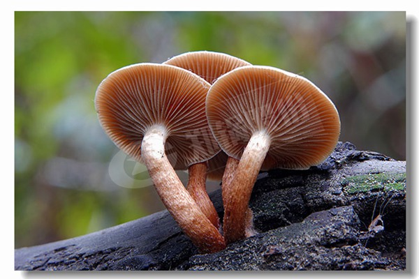 ʳ���;�������ȼ��������¯