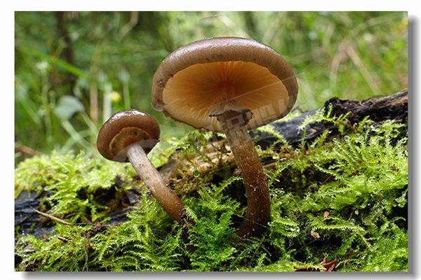 2����ȼ����ˮ��¯�����ļ��Լ۱ȸ���