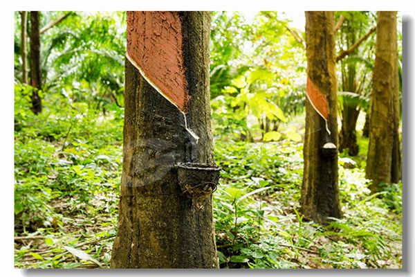 �����ʿ�����¯����Ǯ��