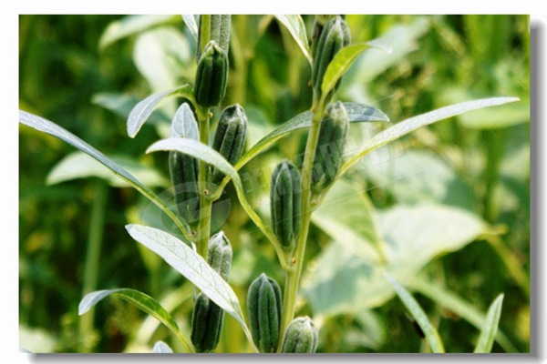 ѭ����������¯���д�����������Щ��